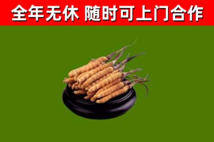 梅河口回收冬虫夏草