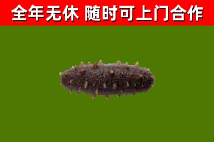 梅河口回收海参干